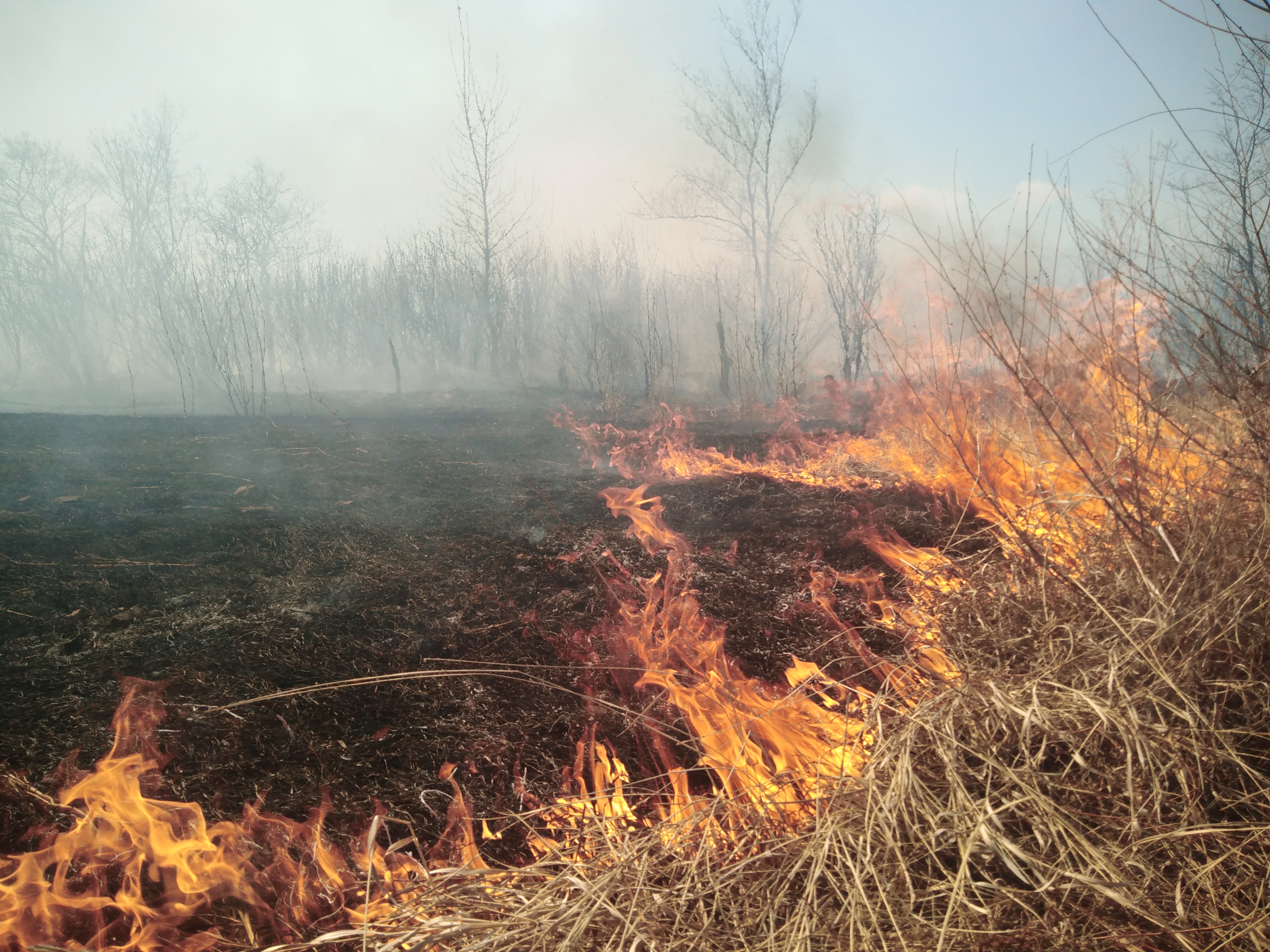 Лесной пожар ликвидировали в Улётовском районе