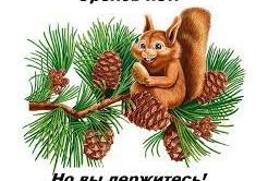 Забайкалец стал жертвой мошенника, решив купить кедровые орехи