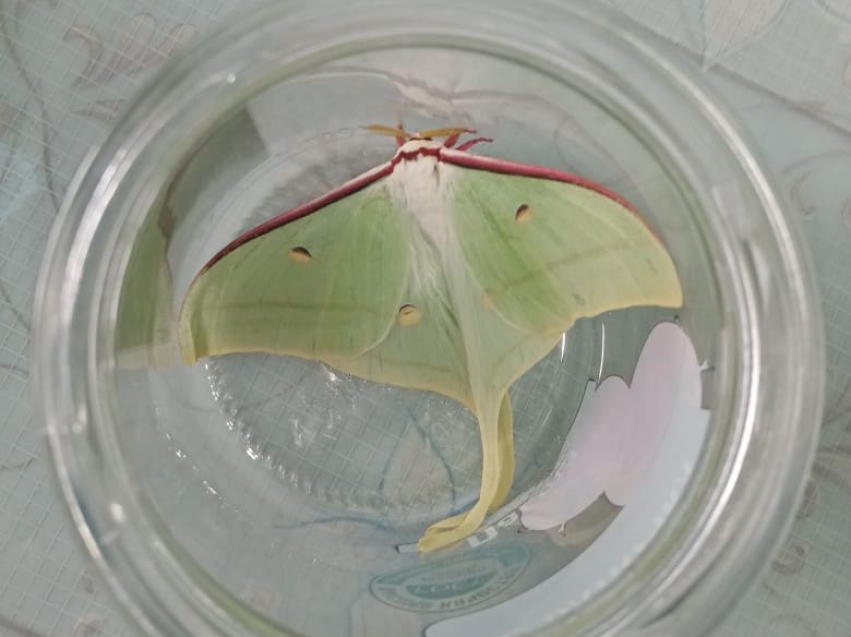 Уникальную бабочку нашли в Нерчинске