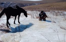 Кобыла ожеребилась на льду, волки чуть не атаковали семейство