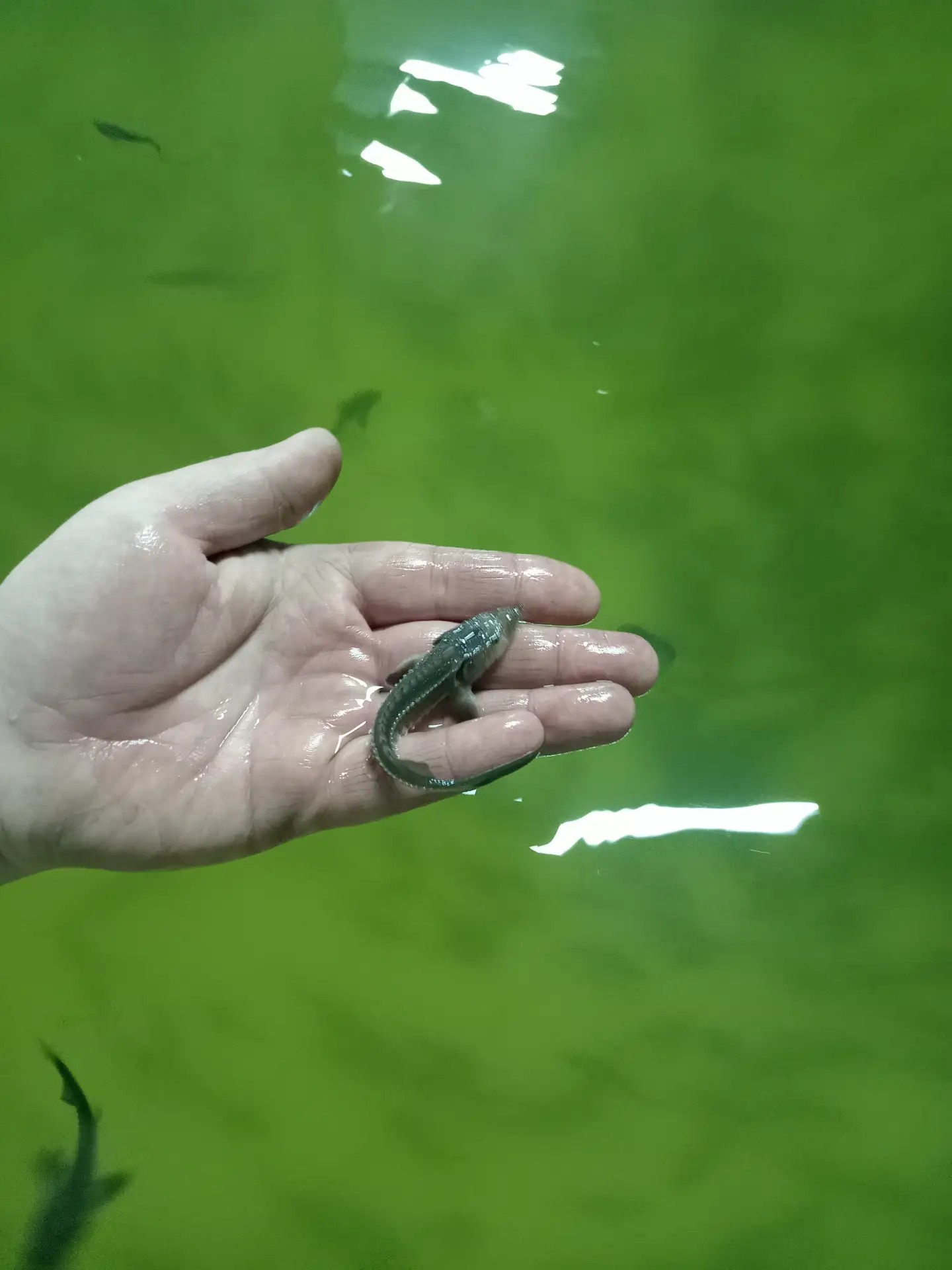 Осетрина первой свежести