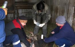 В пригороде Читы спасатели поймали косулю