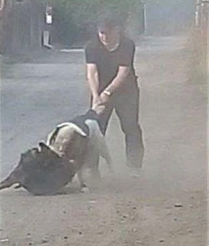 Собаки добрее людей