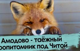 Осел, медведь и тигр гуляют под Читой