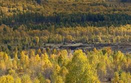 В Балейский район вернулись черные копатели?