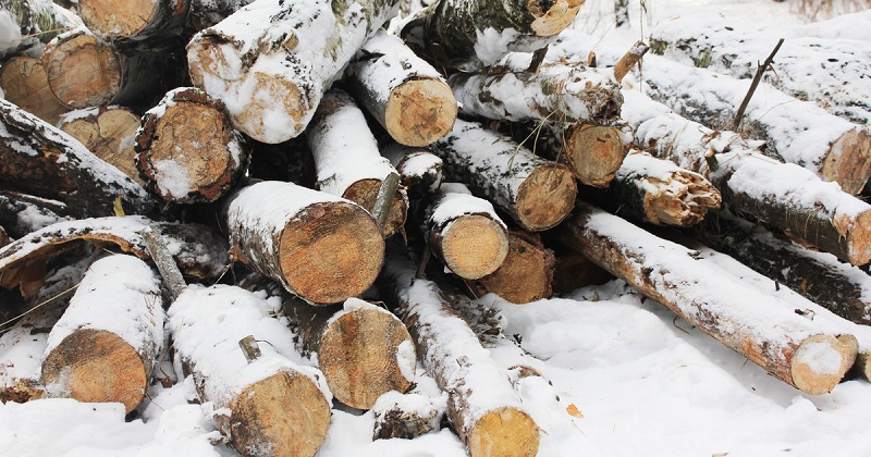 ​Лесничий и предприниматель нарубили леса на 6 млн рублей в Читинском районе