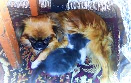 Загадки природы: забайкальская собачка породы пекинес выкормила двух котят