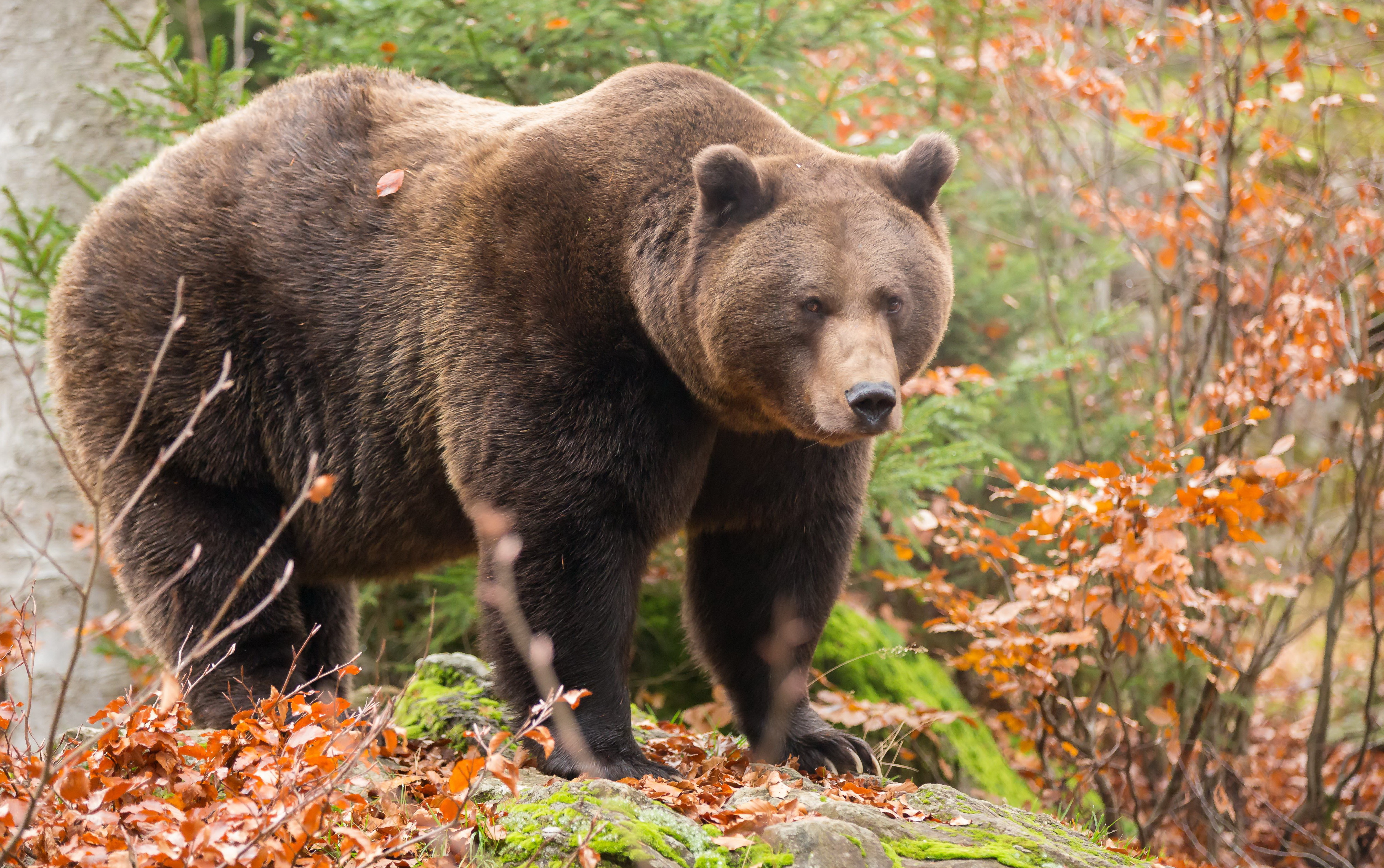 Медведь напал на экс-директора Буркальского заказника в Красном Чикое 