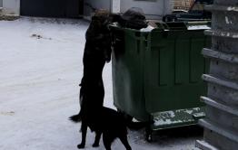 Собаки чуть не разорвали пенсионерку в Чите