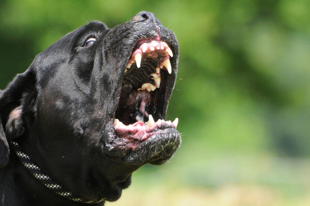 Собаководы начнут нести уголовную ответственность за питомцев, напавших на человека?