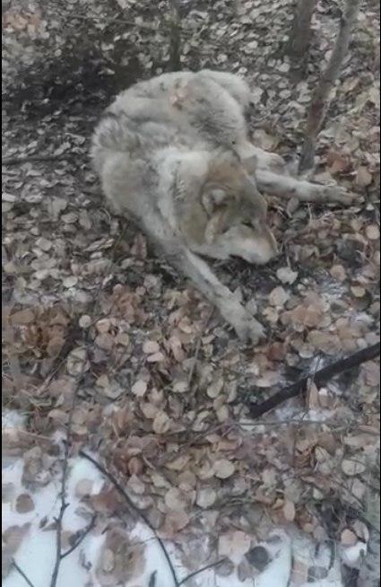Волк, пойманный крестьянами в петлю в одном из районов Забайкалья. 25 ноября