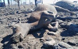 Шок-видео: ​160 овец и породистые кони сгорели на стоянке неподалеку от Ясной