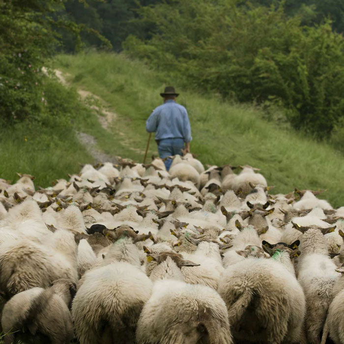 Похитителя овец задержали в Приаргунском районе 