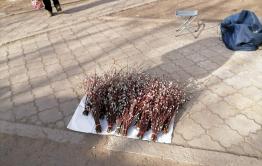 Символ весны в Чите: в городе массово торгуют вербой