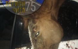 ​Машина врезалась в лошадь в Могойтуйском районе, водитель и пассажирка госпитализированы