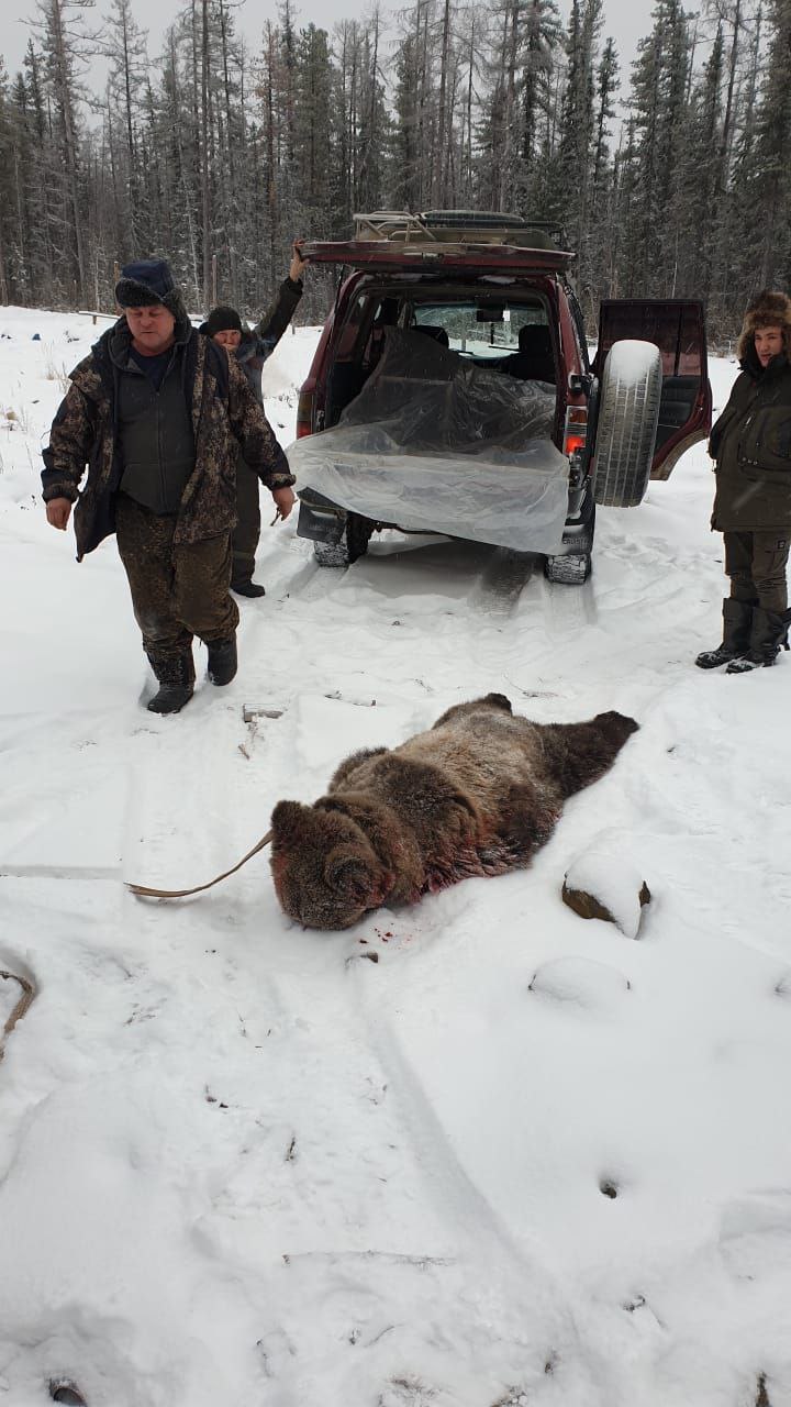На вахтовиков в соседней Якутии напал медведь