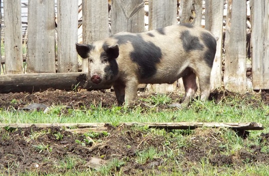 ​Еще один очаг чумы свиней обнаружен в Приморском крае.