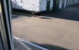 Медведь вышел к людям в районе Песчанки