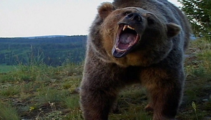 ​В Монголии медведь сожрал мужчину и закопал ребенка