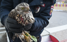 Полицейские спасли врезавшегося в окно ястреба в Чите