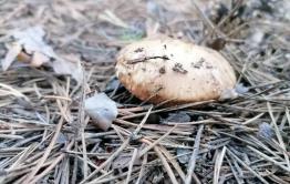 В Забайкалье раньше срока начали появляться грибы 