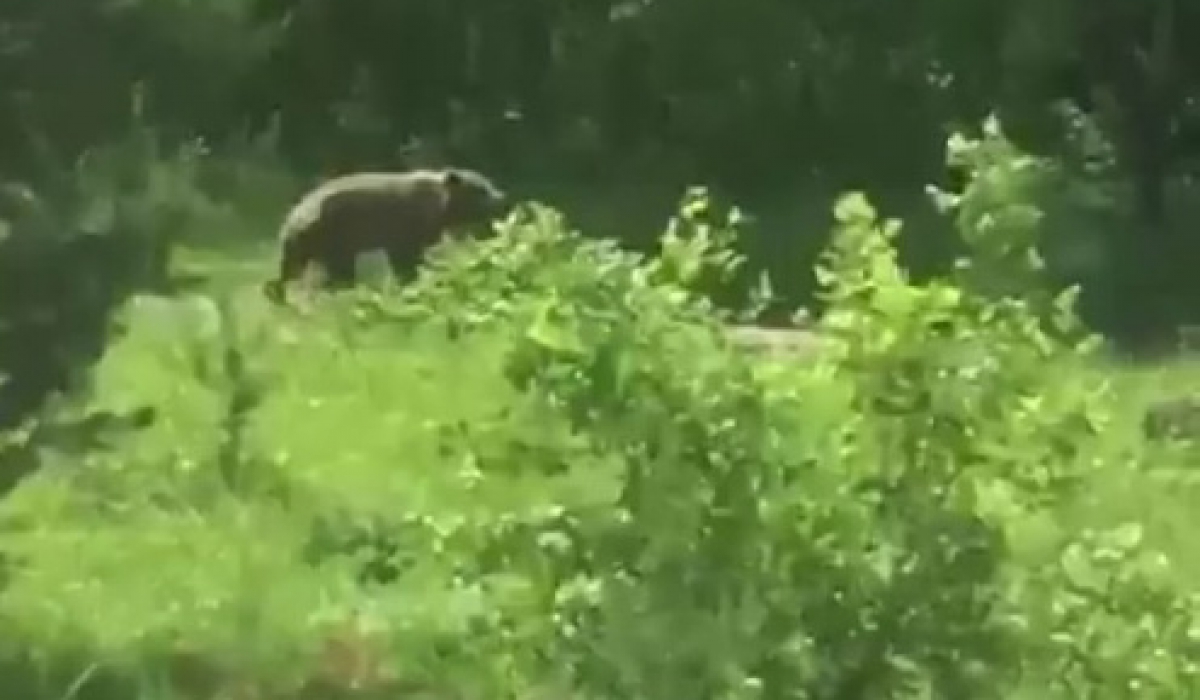 На жителя села Бургень напал медведь. 