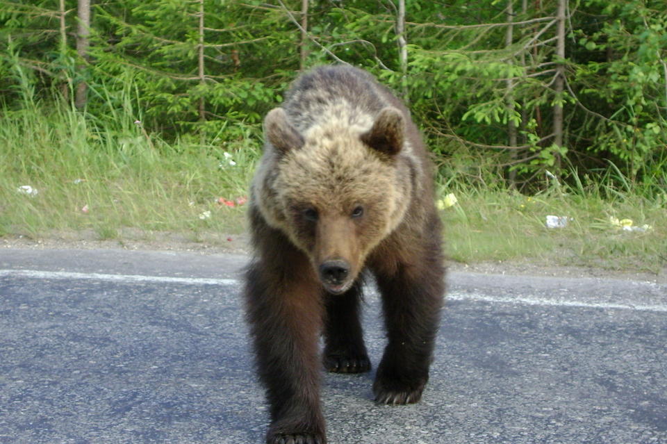 Медведица кидается на машины в Кыринском районе - соцсети