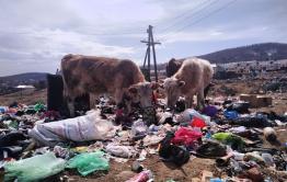 ​Коровы научились перерабатывать мусор в Вершино-Дарасунском