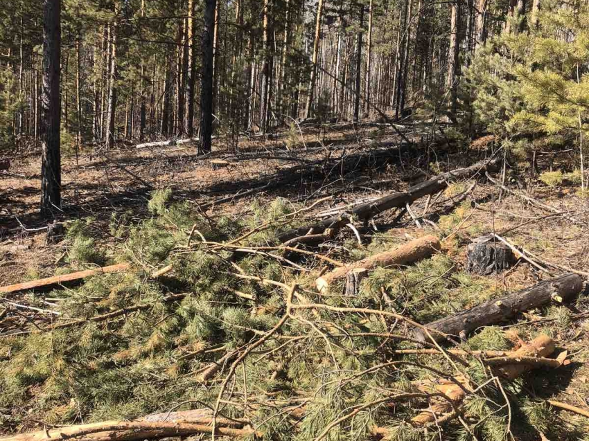 За неделю в Забайкалье выявили семь случаев незаконной рубки леса