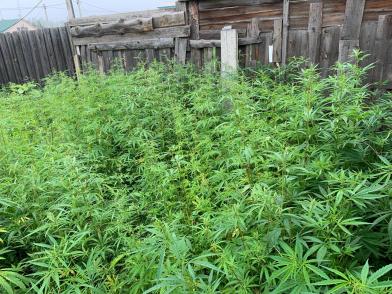 Житель Смоленки вырастил у себя в огороде 560 кустов конопли, ему грозит срок