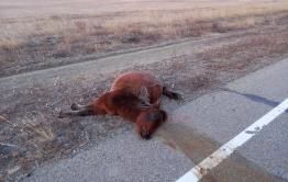 Неизвестный на Mark-2 сбил жеребенка в Агинском районе Забайкалья