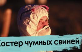 Африканская чума свиней: как сжигали эпидемию