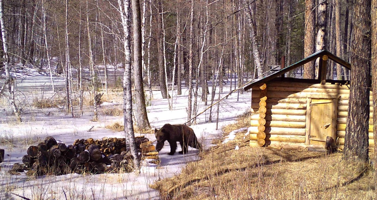 Медведи больше всех любят фотографироваться в забайкальской тайге