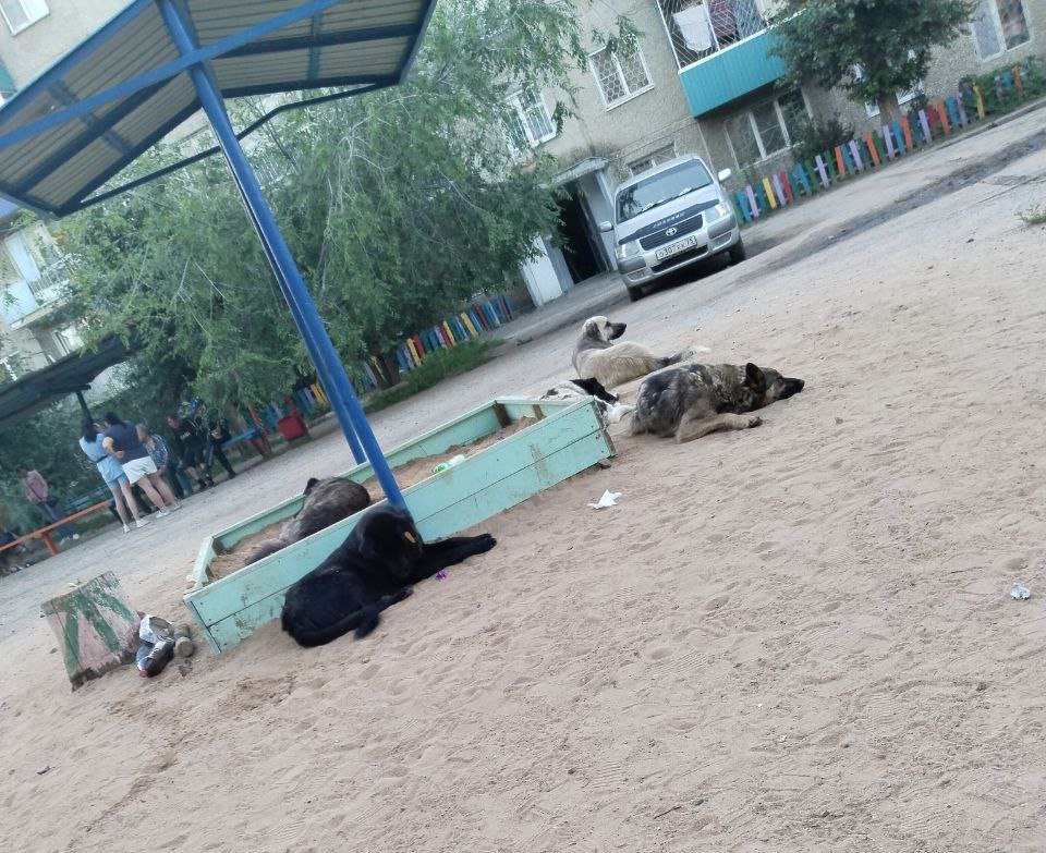 Агрессивные собаки обосновались на детской площадке в Чите. Жители боятся
