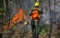 Лесные пожары потушили в нескольких районах Забайкалья
