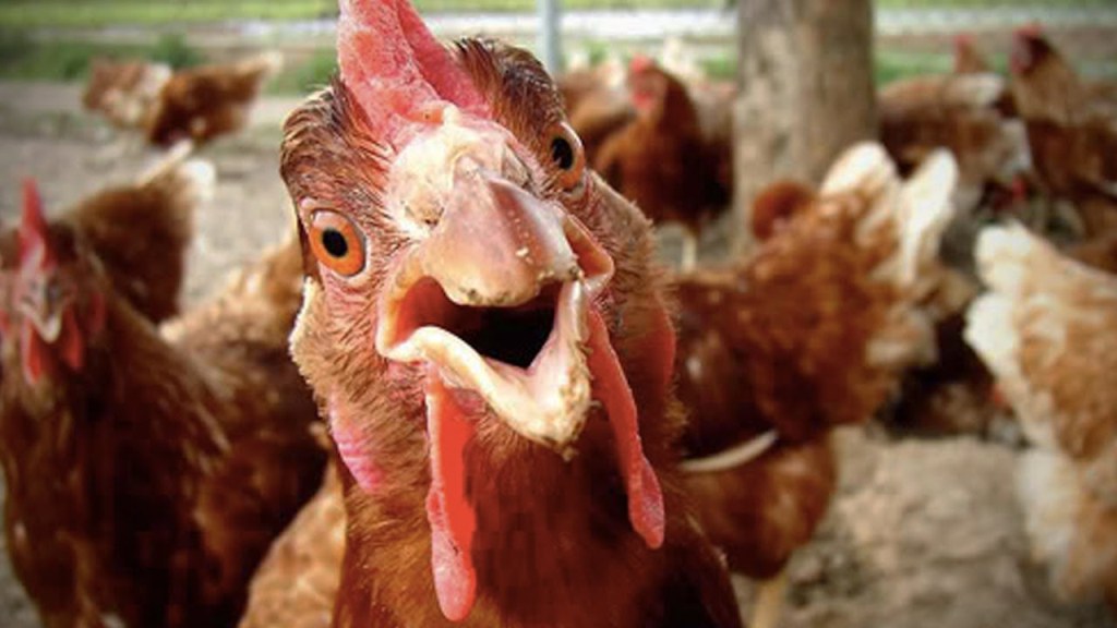 Во всемирный день курицы забайкальские статистики сообщили о повышение цен на яйца