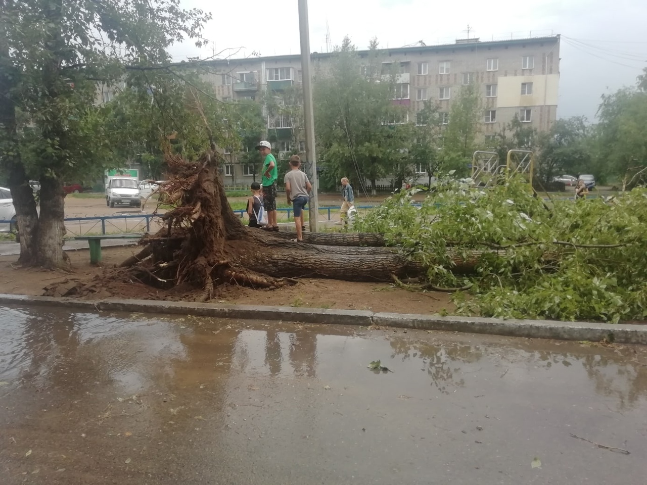 Шквалистый ветер повалил несколько деревьев в Чите