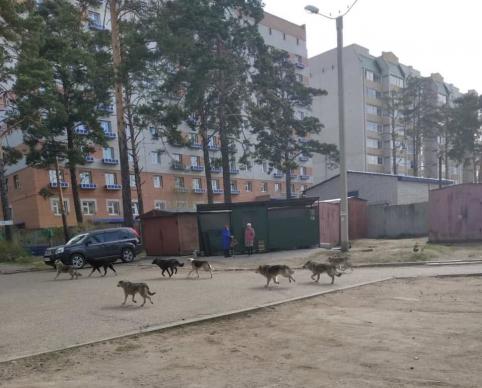 Жители Таежной и Кочеткова в Чите пожаловались на своры бездомных собак