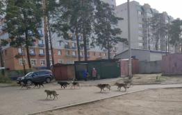 Жители Таежной и Кочеткова в Чите пожаловались на своры бездомных собак