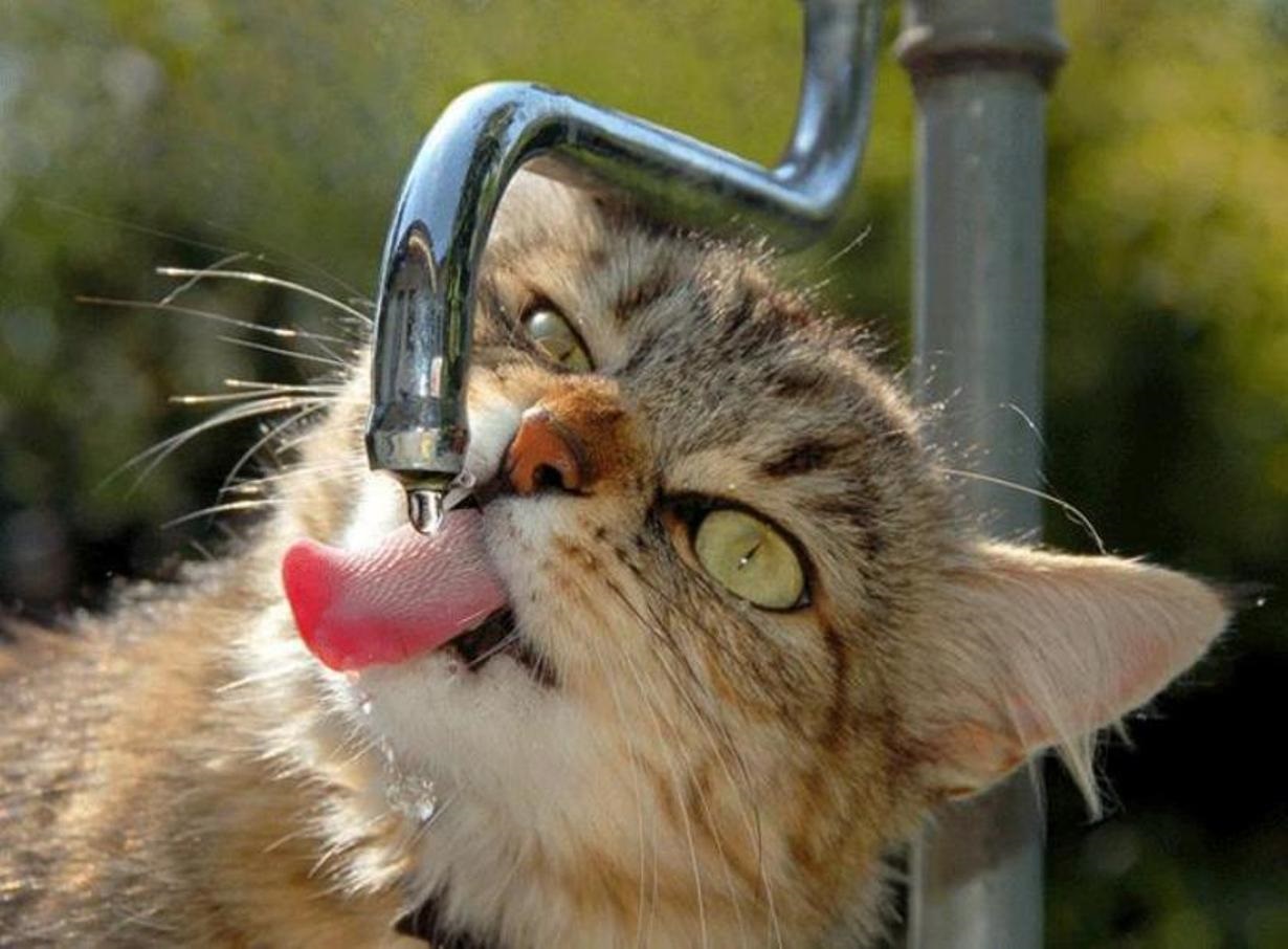 Жадно пьет воду. Кошка пьет. Кот пьет воду. Кот пьет воду из под крана. Сушняк с утра.