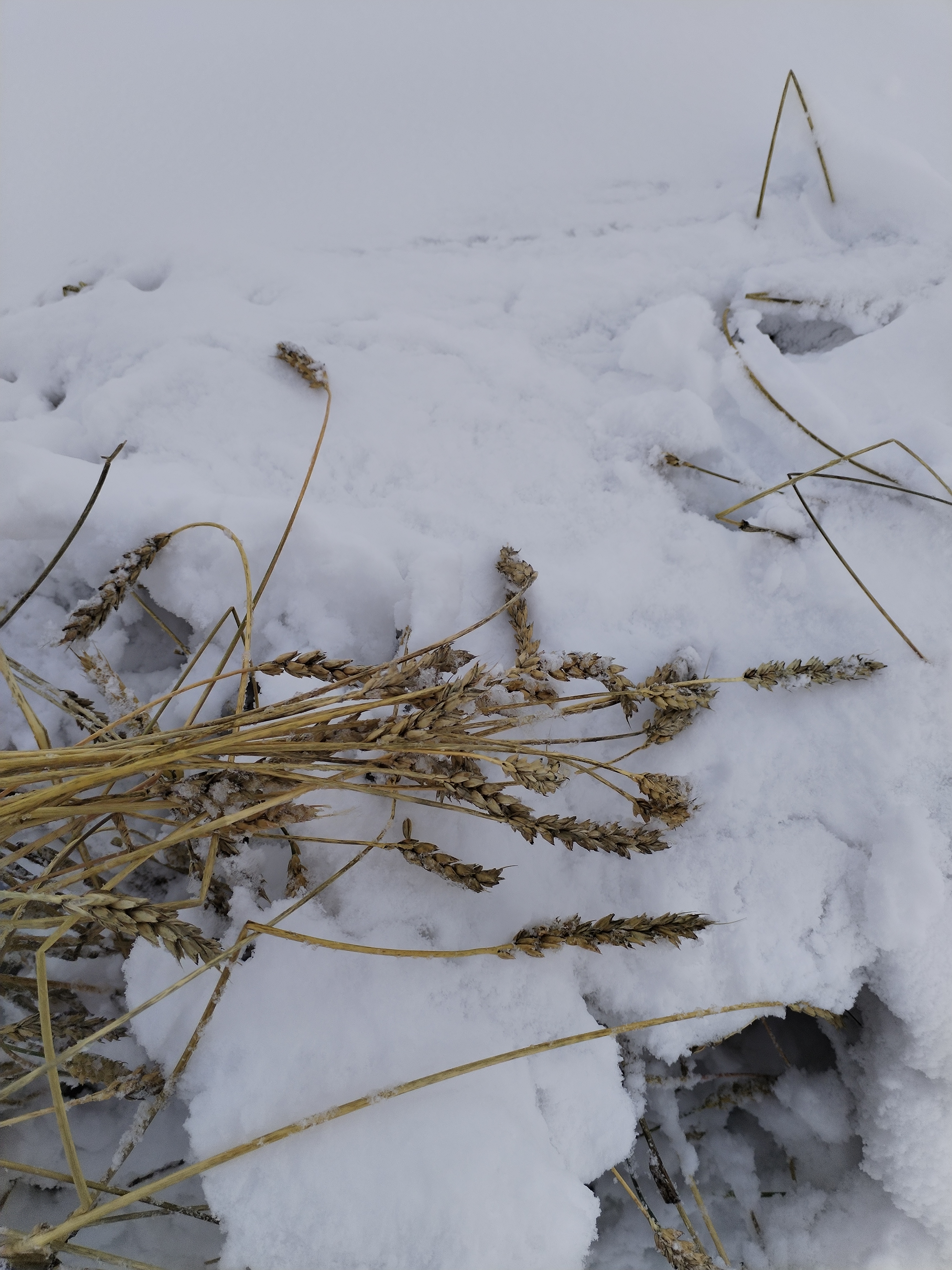 Снег уничтожил урожай в Чернышевском районе Забайкалья