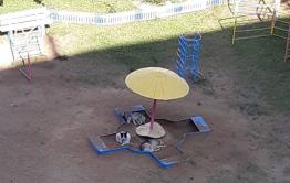 Стая собак напала на 8-летнюю девочку в центре Читы