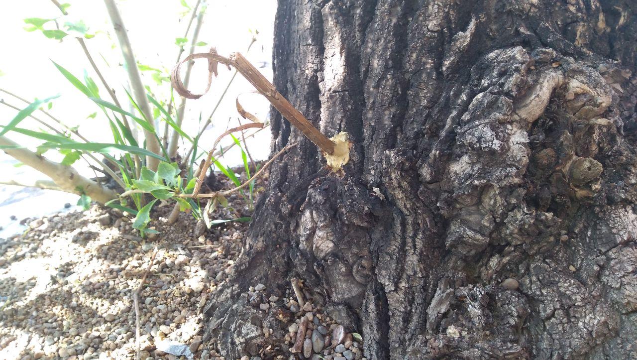 Дендро-диверсанты в Чите: Журналисты и экологи нашли ещё несколько просверленных деревьев. Все расположены у рекламных баннеров Конопасевича