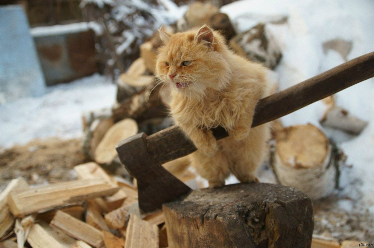 В лесу раздавался топор дровосека: за год в Забайкалье незаконно заготавливаются дрова на полмиллиарда рублей