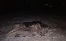 Хозяйка псов из Домны жалела не только бездомных животных, но и бомжей