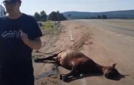 Три лошадки стали жертвами ДТП с фурой под Танхой (видео)
