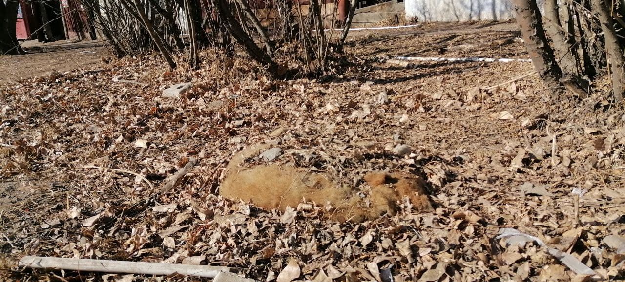 Первые подснежники в Чите. Дохлый пёс, присыпанный осенней листвой, в самом центре города по ул. Чкалова, 76. Но на дворе не осень, а апрель.