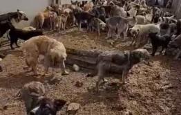 Волонтеры с видео рассказали, что собаки едят друг друга в ИК-3 Читы. Так ли это на самом деле?