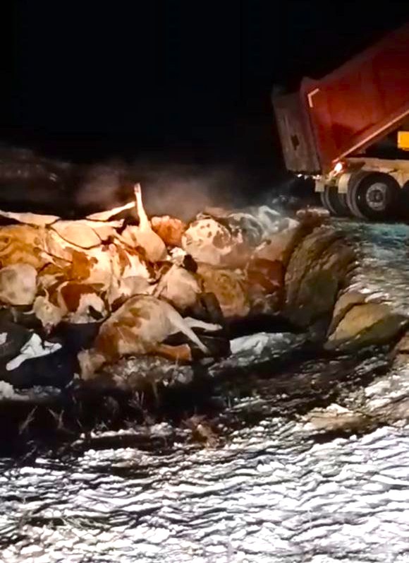 Пастереллез в Цаган-Оле. Вопросы без ответов.