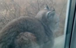 Забайкалец заснял на видео рысь, которая сидела у него на подоконнике (видео)